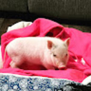 Meet your Posher, Angie